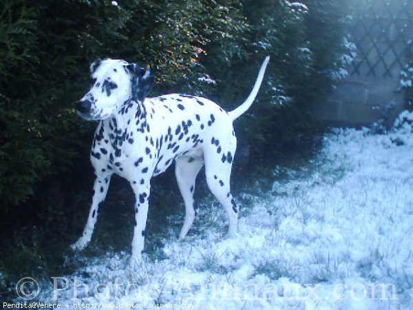 Photo de Dalmatien