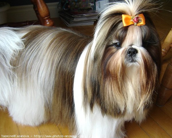 Photo de Shih tzu