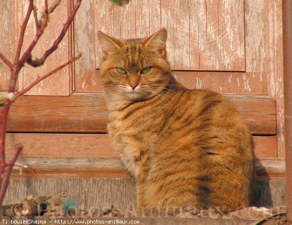 Photo de Chat domestique