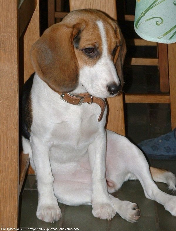 Photo de Beagle