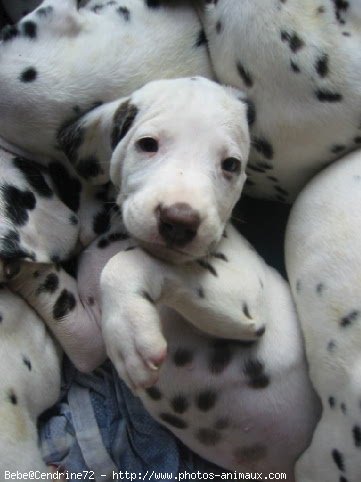 Photo de Dalmatien