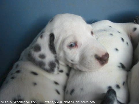 Photo de Dalmatien