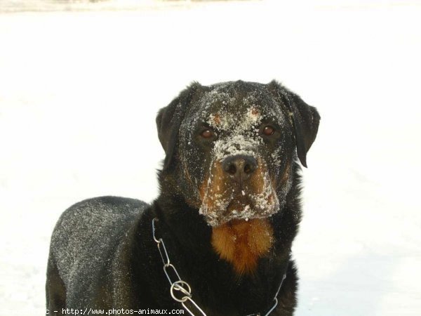 Photo de Rottweiler