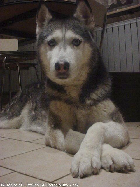 Photo de Husky siberien