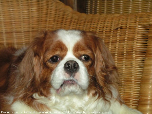 Photo de Cavalier king charles spaniel