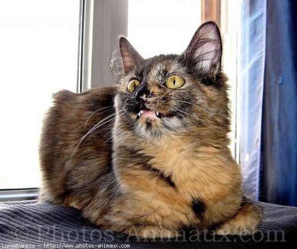 Photo de Maine coon