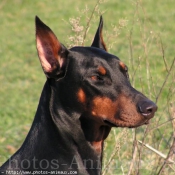 Photo de Dobermann