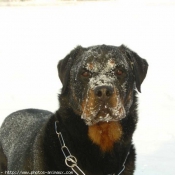 Photo de Rottweiler