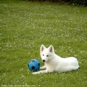 Photo de Berger blanc suisse