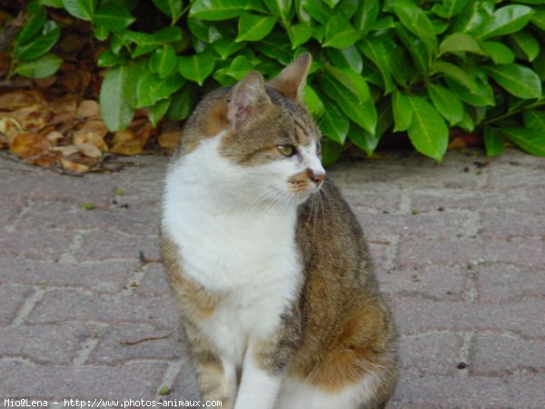 Photo de Chat domestique