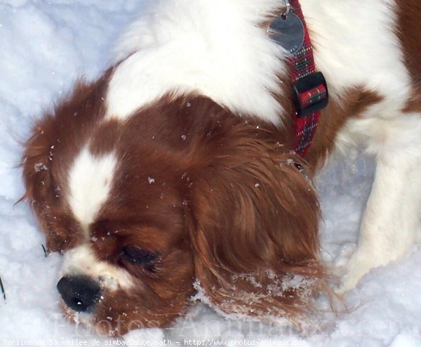 Photo de Cavalier king charles spaniel