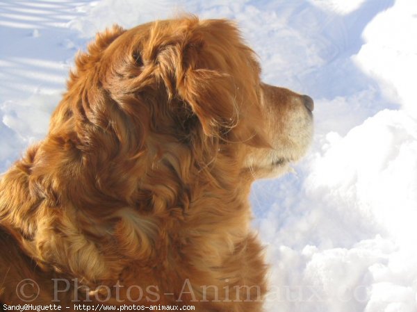 Photo de Golden retriever