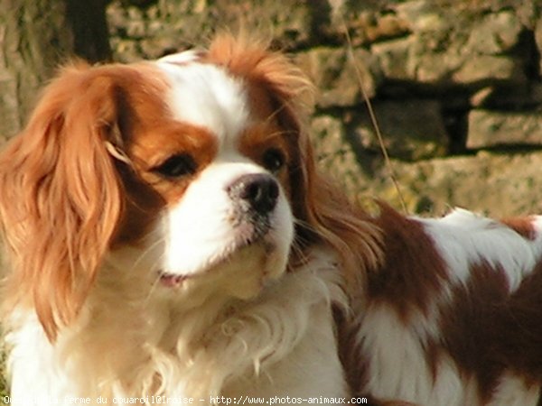 Photo de Cavalier king charles spaniel