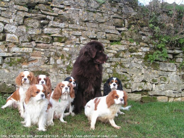 Photo de Races diffrentes