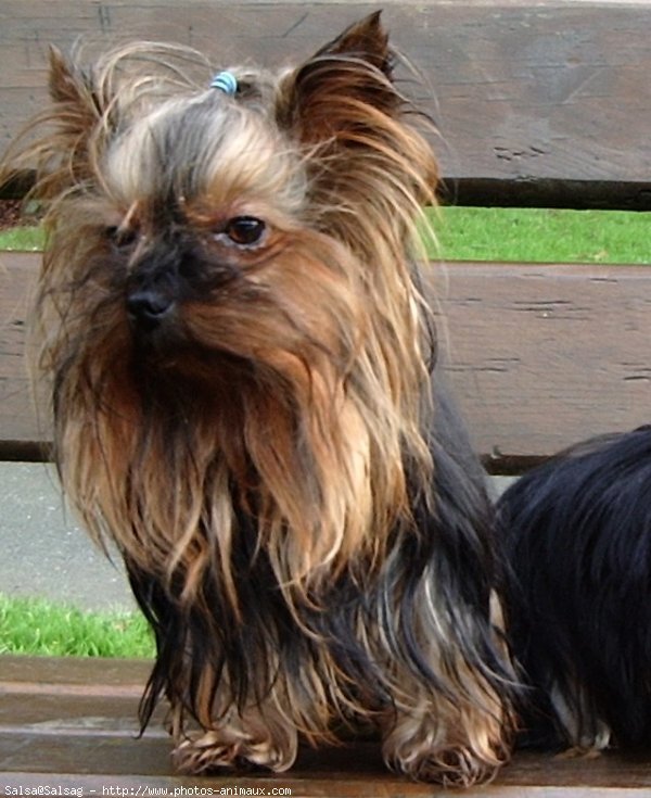 Photo de Yorkshire terrier