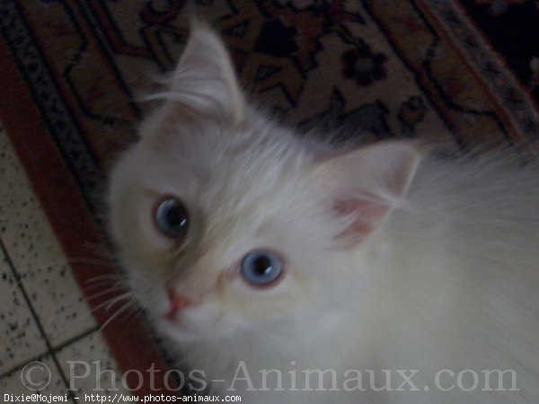 Photo de Ragdoll