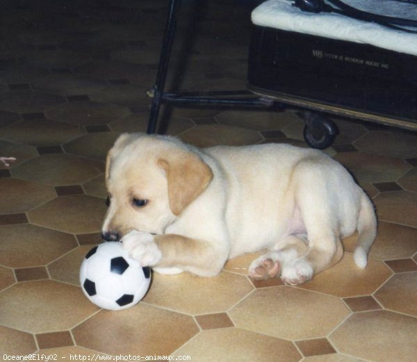 Photo de Labrador retriever