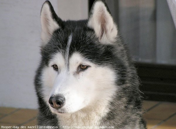 Photo de Husky siberien