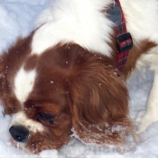 Photo de Cavalier king charles spaniel