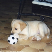 Photo de Labrador retriever