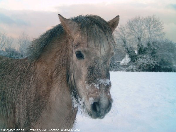 Photo de Shetland