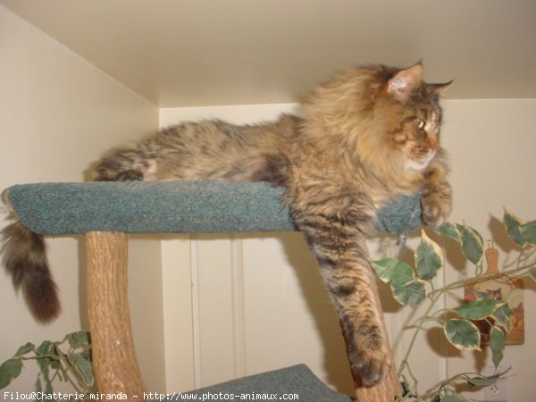 Photo de Maine coon