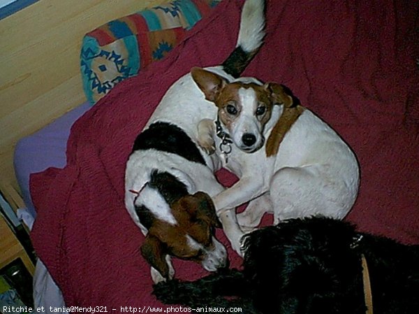 Photo de Jack russell terrier