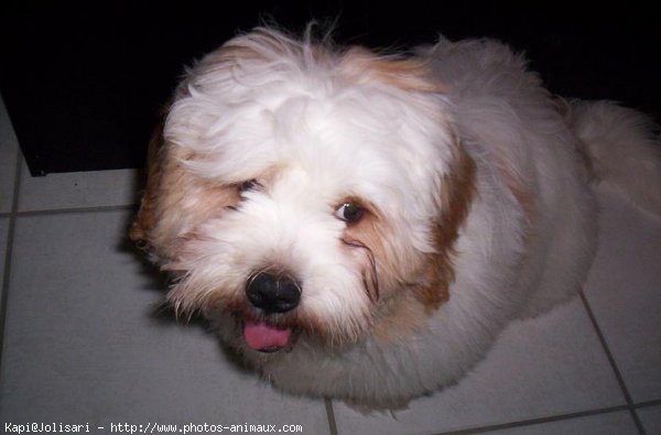 Photo de Lhassa apso