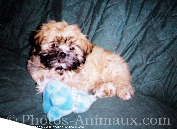 Photo de Lhassa apso