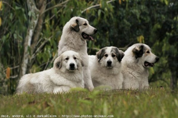 Photo de Chien suedois de laponie