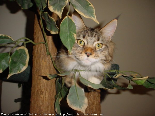 Photo de Maine coon