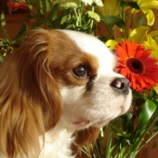 Photo de Cavalier king charles spaniel