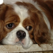 Photo de Cavalier king charles spaniel