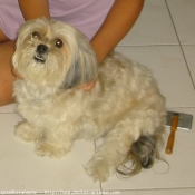 Photo de Lhassa apso