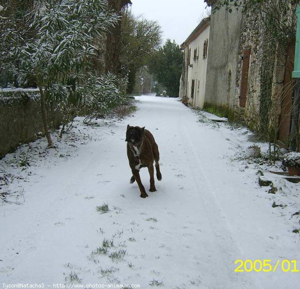 Photo de Boxer