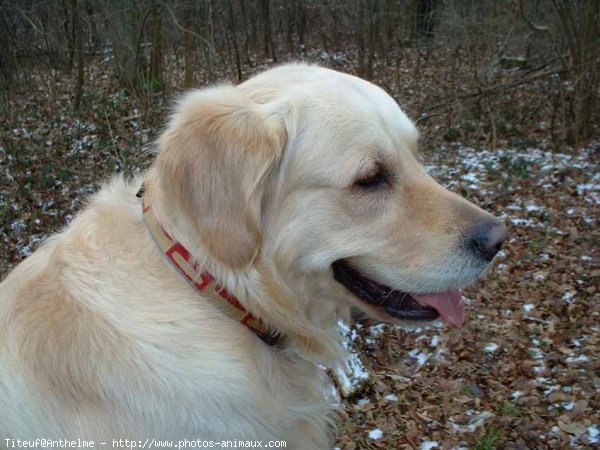 Photo de Golden retriever