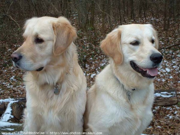 Photo de Golden retriever