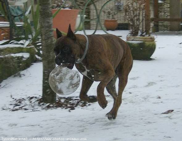 Photo de Boxer