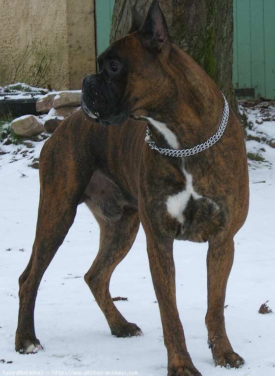 Photo de Boxer