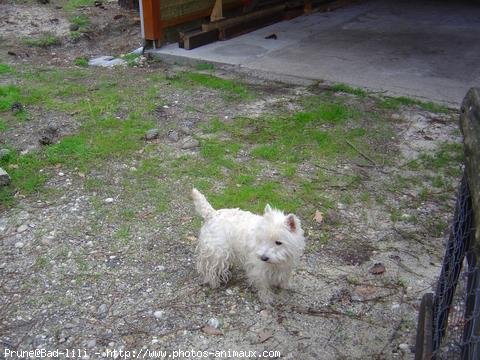 Photo de West highland white terrier