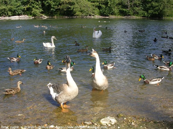 Photo de Cygne