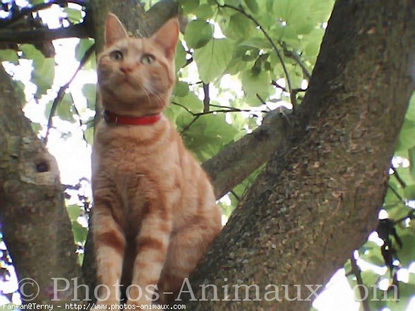 Photo de Chat domestique