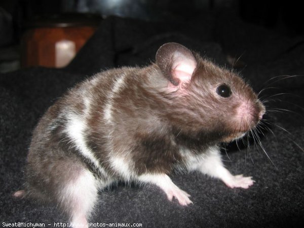 Photo de Hamster