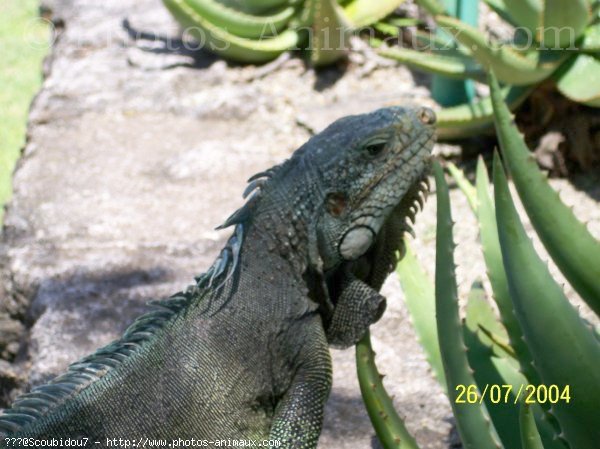 Photo d'Iguane