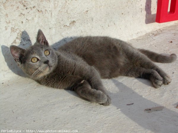 Photo de Chat domestique