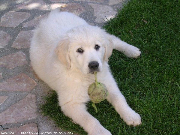 Photo de Golden retriever