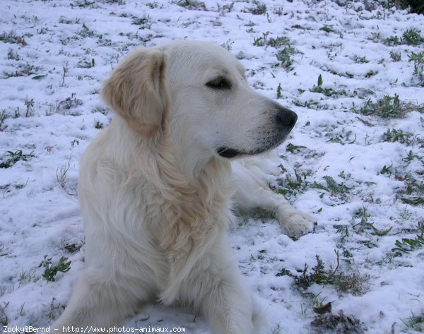 Photo de Golden retriever