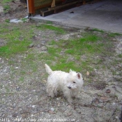 Photo de West highland white terrier