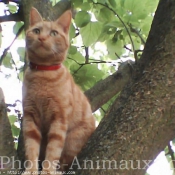 Photo de Chat domestique