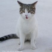 Photo de Chat domestique